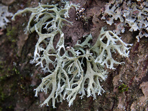 lichenology evernia prunastri